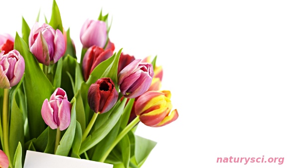 Bukiet tulipanów na Dzień Kobiet. Przeważającym kolorem są tulipany w odcieniu fioletu.  