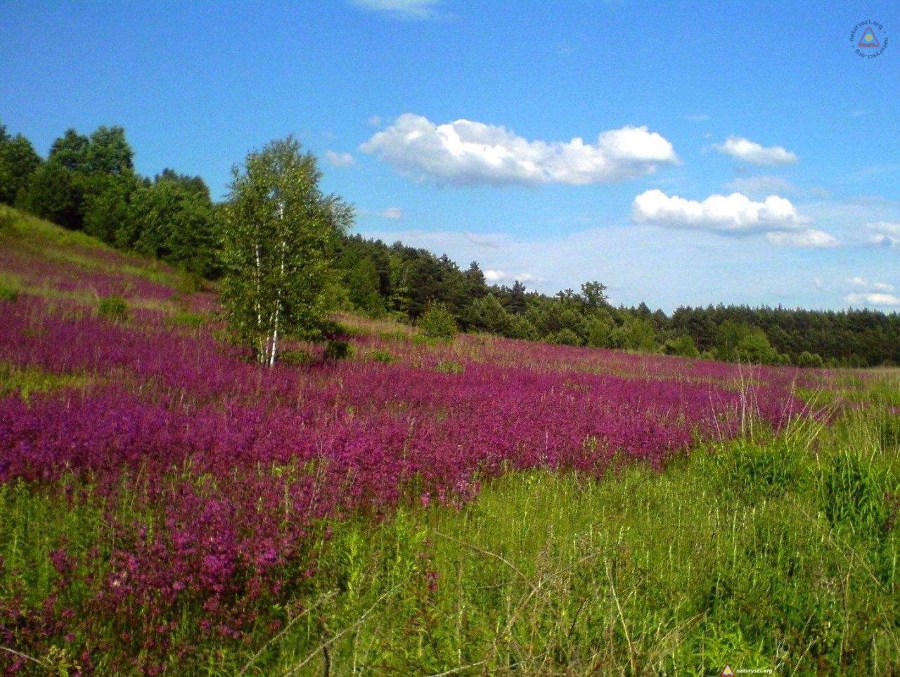 fioletowa góra cd.01