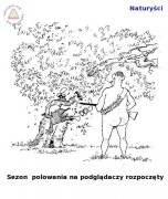 Podglądacz