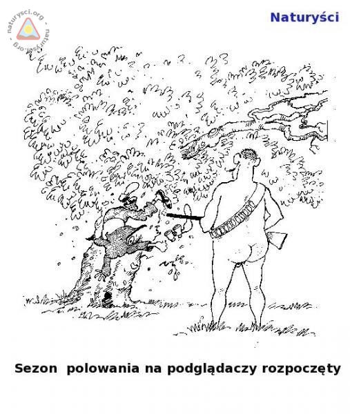 Podglądacz