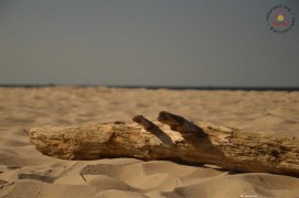 DSC_6511