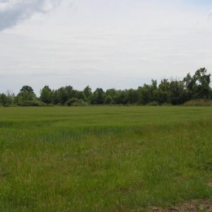 Trestno Wrocław. Widok okolicy plaży naturystycznej 2011.