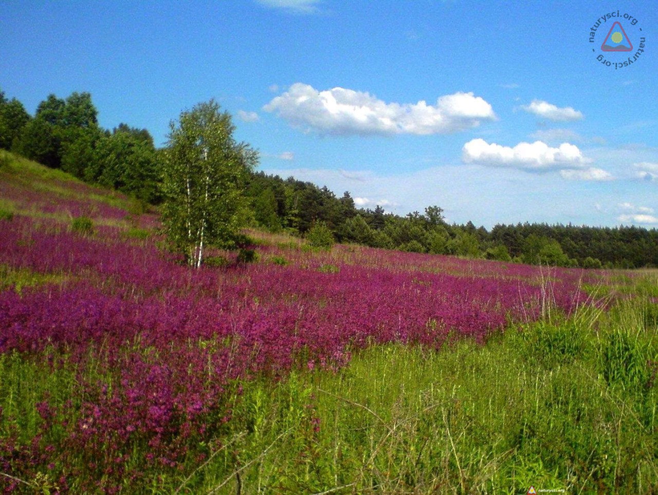 fioletowa góra cd.01