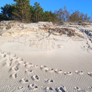 Ktoś u jednak oprócz nas był